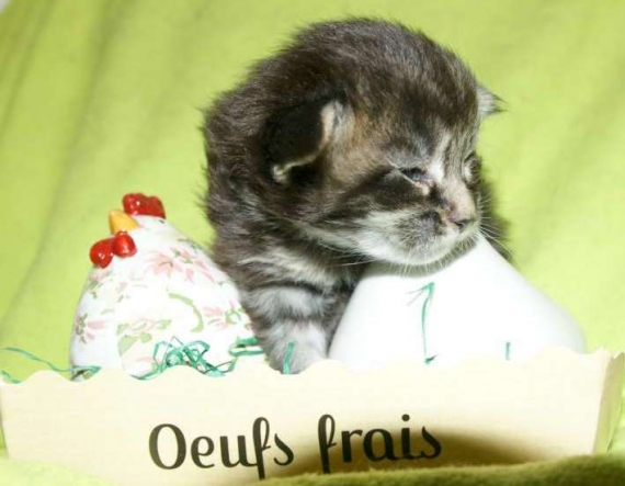 Petit mâle Maine Coon né le 10/03/2026 est proposé – vendu 1450 €.