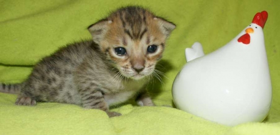 Petit mâle Savannah né le 08/03/2026 est proposé – vendu 1850 €.