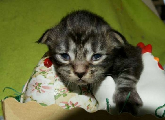 Petit mâle Maine Coon né le 13/03/2026 est proposé – vendu 1450 €.