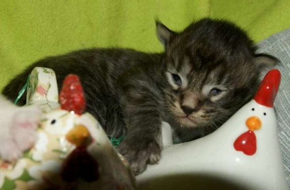 Petit mâle Maine Coon né le 13/03/2026 est proposé – vendu 1450 €.