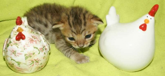 Petit mâle Savannah né le 08/03/2026 est proposé – vendu 1850 €.