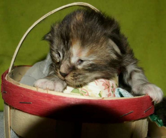 Petite femelle Maine Coon née le 13/03/2026 est proposée – vendue 1450 €.