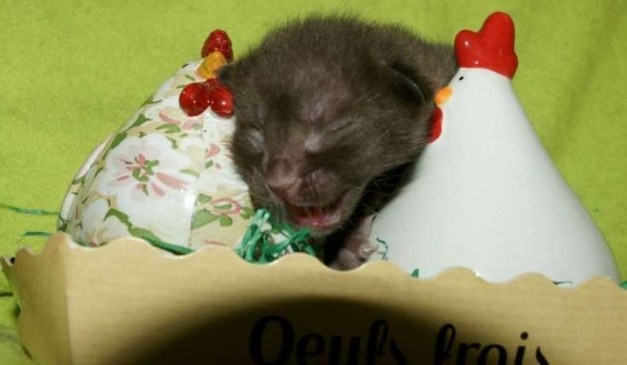 Petite femelle Savannah née le 17/03/2026 est proposée – vendue 1500 €.