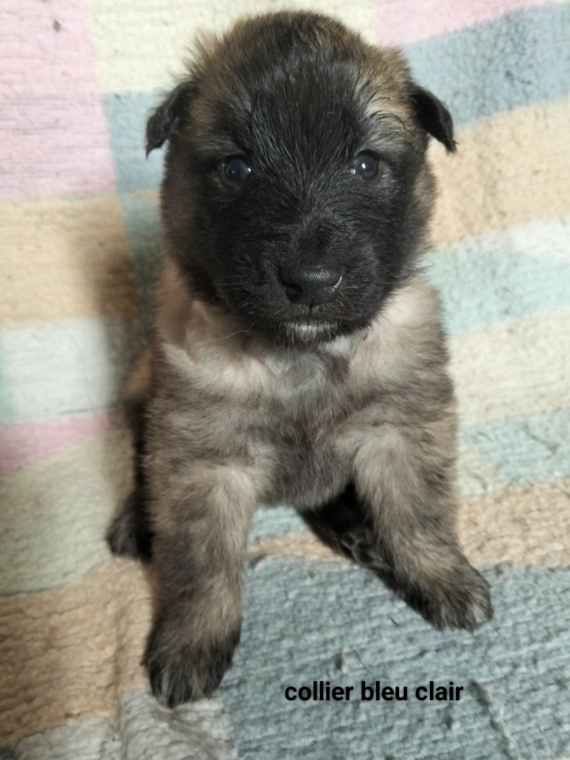 Petit mâle Berger Belge Tervueren né le 15/02/2026 est proposé – vendu 1200 €.