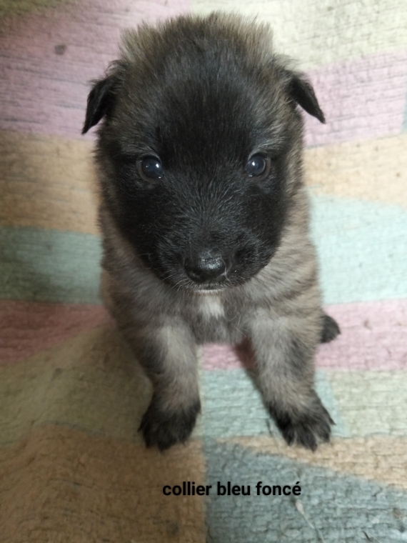 Petit mâle Berger Belge Tervueren né le 15/02/2026 est proposé – vendu 1200 €.