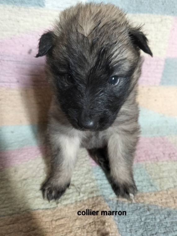 Petite femelle Berger Belge Tervueren née le 15/02/2026 est proposée – vendue 1200 €.