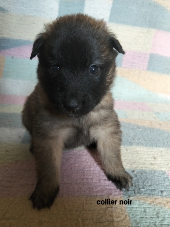 Petite femelle Berger Belge Tervueren née le 15/02/2026 est proposée – vendue 1200 €.