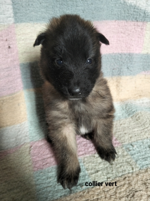 Petit mâle Berger Belge Tervueren né le 15/02/2026 est proposé – vendu 1200 €.