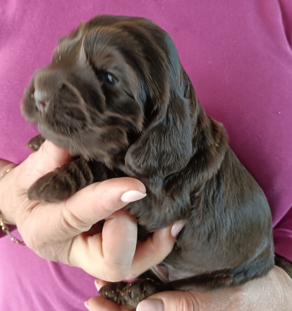 Petit m�le Cocker Anglais (Spaniel) n� le 12/03/2026 est propos� � vendu 1500 �.