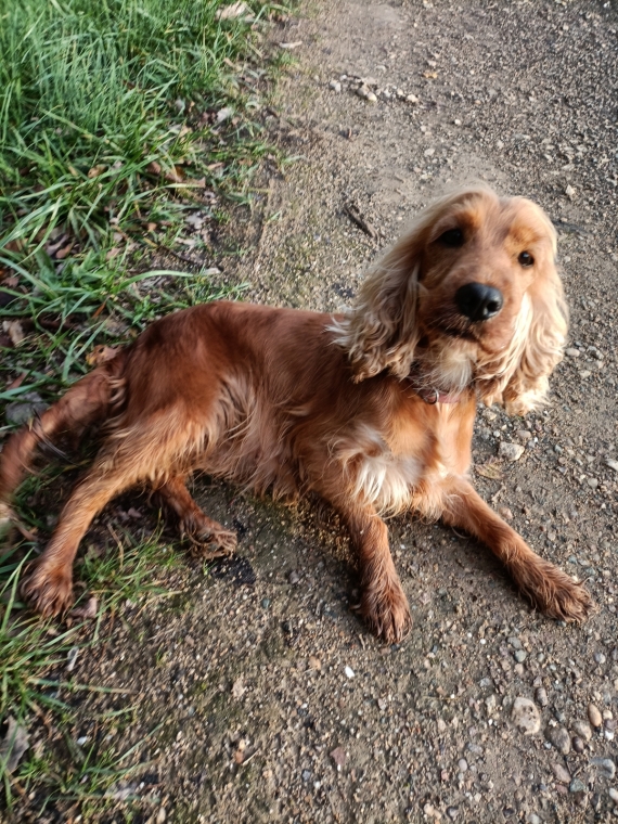 Petit m�le  n� le 15/02/2026 est propos� � vendu 1600 �.