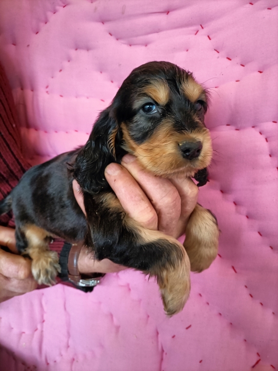 Petite femelle Cocker Anglais (Spaniel) née le 15/02/2026 est proposée – vendue 1500 €.