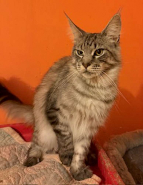 Petite femelle  née le 10/03/2026 est proposée – vendue 1450 €.