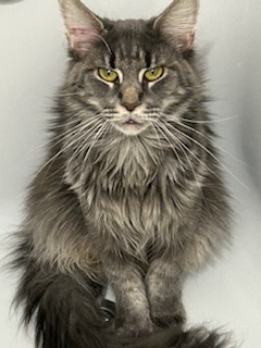 Petite femelle  née le 07/01/2026 est proposée – vendue 1800 €.