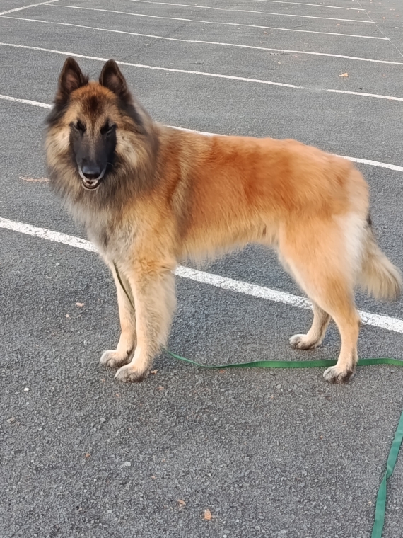 Petite femelle  née le 15/02/2026 est proposée – vendue 1200 €.