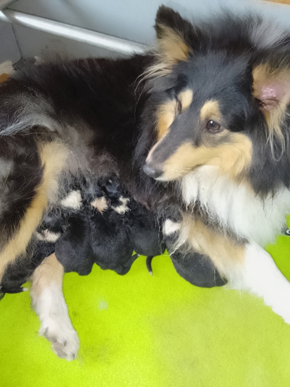 Petite femelle  née le 05/03/2026 est proposée – vendue 900 €.