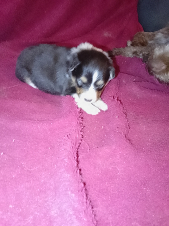 Petite femelle Berger des Shetland née le 05/03/2026 est proposée – vendue 900 €.