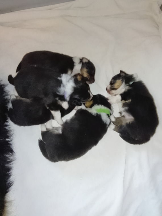 Petite femelle Berger des Shetland née le 05/03/2026 est proposée – vendue 900 €.