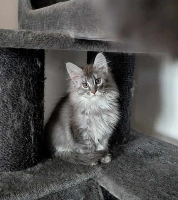 Petite femelle Maine Coon née le 07/01/2026 est proposée – vendue 1800 €.