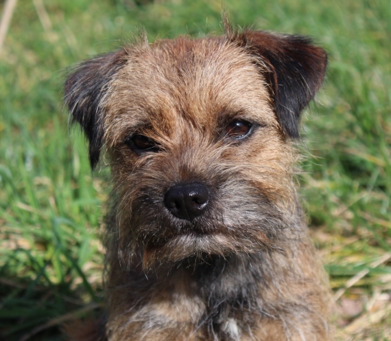 Petit mâle  né le 16/03/2026 est proposé – vendu 1500 €.