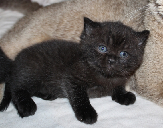 Petite femelle British Shorthair née le 23/02/2026 est proposée – vendue 1200 €.