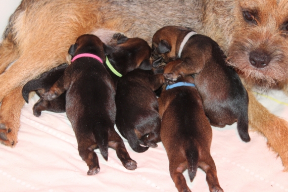 Petit mâle Border Terrier né le 16/03/2026 est proposé – vendu 1500 €.