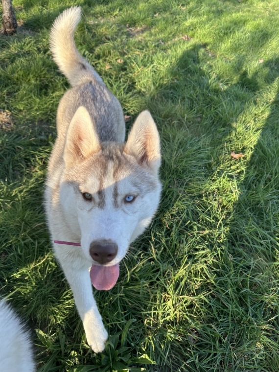 Petite femelle Husky Sibérien née le 06/10/2025 est proposée – vendue 850 €.