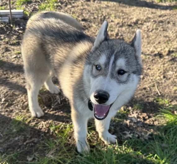 Petit mâle Husky Sibérien né le 06/10/2025 est proposé – vendu 550 €.