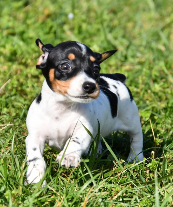 Petite femelle Teckel nain à poil ras née le 30/12/2025 est proposée – vendue 2500 €.