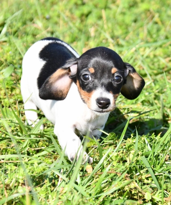 Petite femelle Teckel nain à poil ras née le 30/12/2025 est proposée – vendue 2500 €.