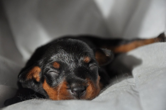 Petit mâle Pinscher Nain né le 21/03/2026 est proposé – vendu 1500 €.