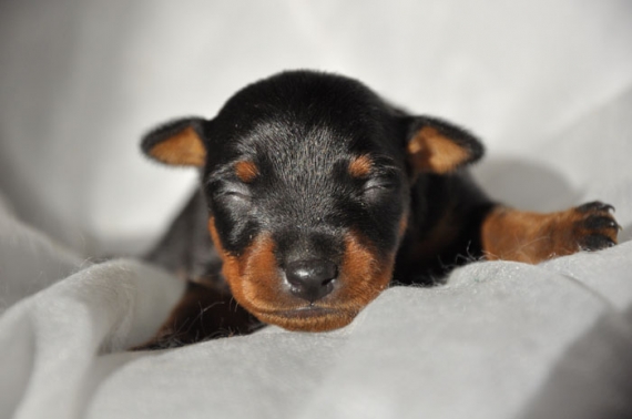 Petit mâle Pinscher Nain né le 21/03/2026 est proposé – vendu 1500 €.