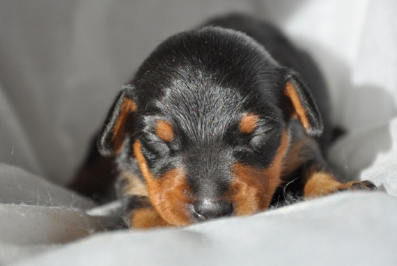 Petit mâle Pinscher Nain né le 21/03/2026 est proposé – vendu 1500 €.