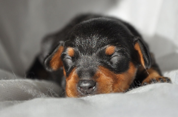 Petite femelle Pinscher Nain née le 21/03/2026 est proposée – vendue 1800 €.