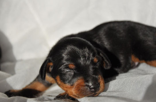 Petite femelle Pinscher Nain née le 21/03/2026 est proposée – vendue 1800 €.