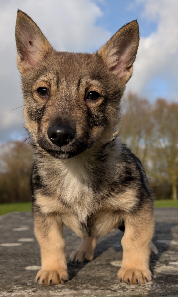 Petit mâle Chien des Goths né le 28/11/2025 est proposé – vendu 1000 €.