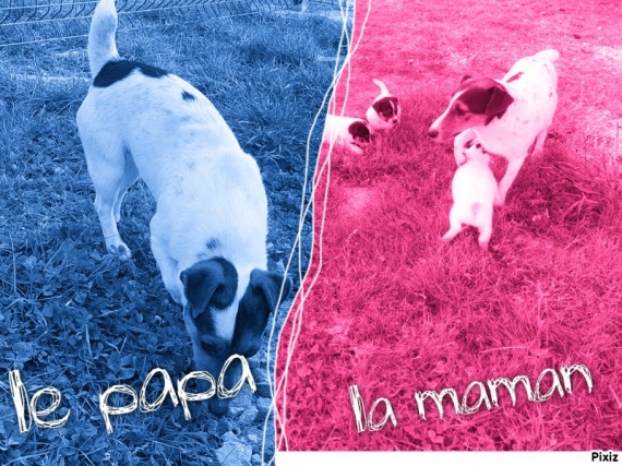 Petit mâle  né le 18/10/2025 est proposé – vendu 500 €.