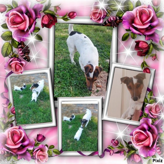 Petit mâle  né le 18/10/2025 est proposé – vendu 500 €.