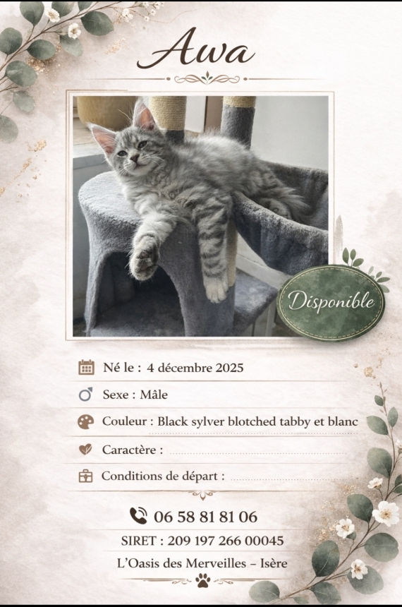 Petit mâle Maine Coon né le 04/12/2025 est proposé – vendu 1200 €.