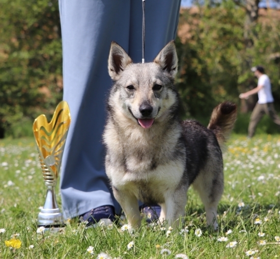Petit mâle  né le 28/11/2025 est proposé – vendu 1000 €.