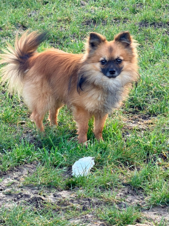 Petit mâle  né le 16/03/2026 est proposé – vendu 1050 €.