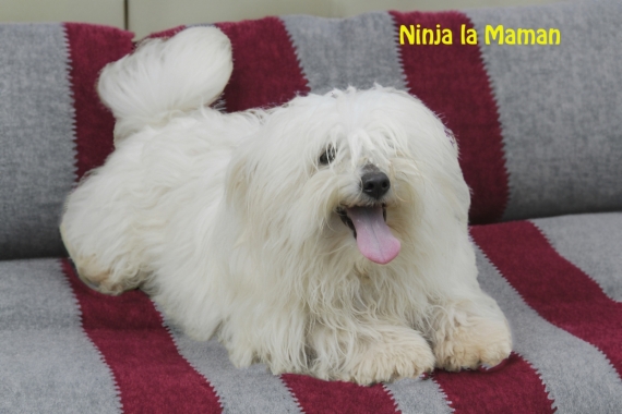 Petit mâle  né le 30/12/2025 est proposé – vendu 750 €.