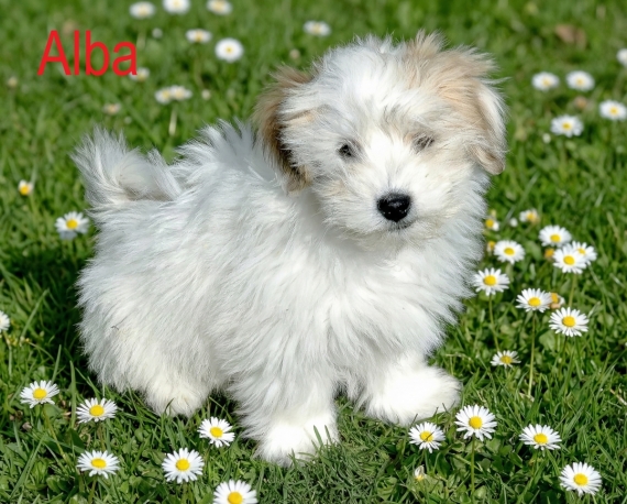Petit mâle Coton de Tulear né le 19/12/2025 est proposé – vendu 500 €.