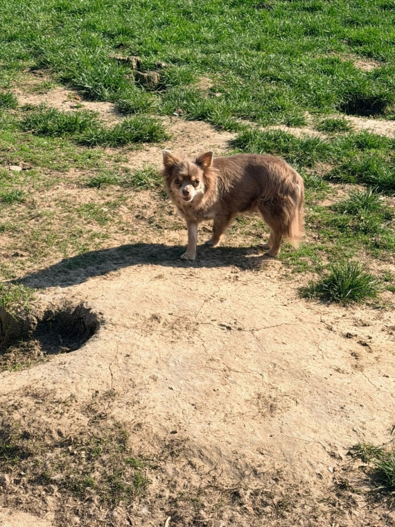 Petite femelle  née le 17/03/2026 est proposée – vendue 1100 €.