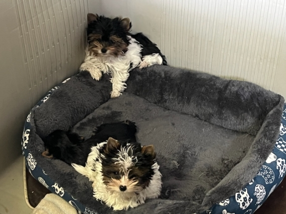 Petit m�le  n� le 14/12/2025 est propos� � vendu 1000 �.