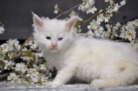 Petite femelle Maine Coon née le 19/02/2026 est proposée – vendue 1600 €.