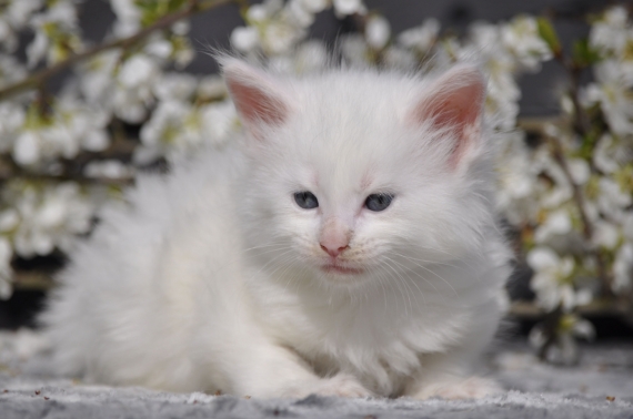 Petit mâle Maine Coon né le 19/02/2026 est proposé – vendu 1600 €.