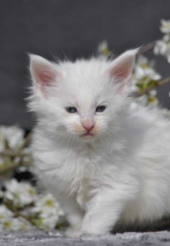 Petit mâle Maine Coon né le 19/02/2026 est proposé – vendu 1600 €.
