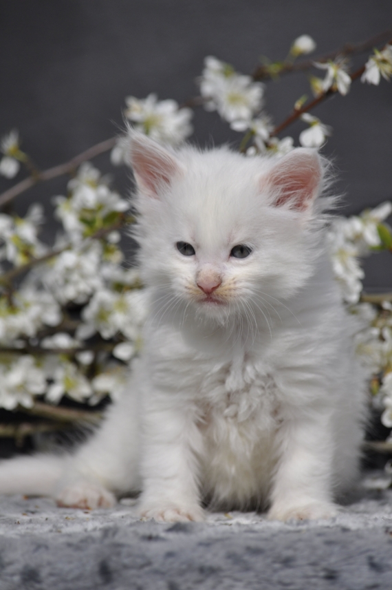 Petit mâle Maine Coon né le 19/02/2026 est proposé – vendu 1600 €.