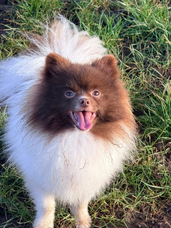 Petite femelle  née le 19/03/2026 est proposée – vendue 1550 €.