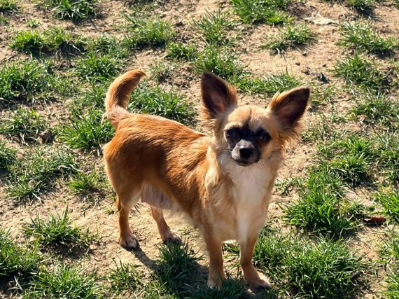 Petite femelle  née le 14/03/2026 est proposée – vendue 1100 €.